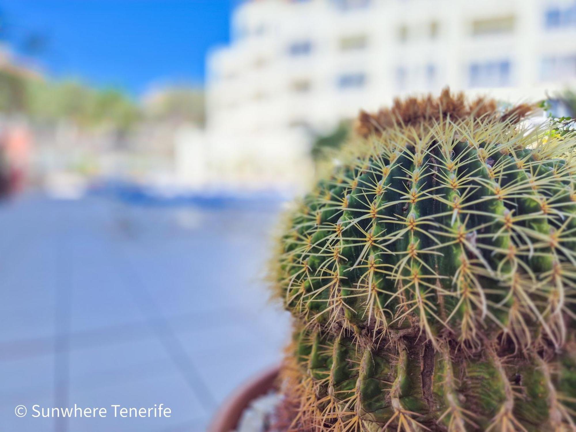 Mona'S Point Tenerife - Aircon, Private Parking And Heated Pool San Miguel de Abona Luaran gambar